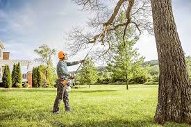 Best Tree Removal  in San Joaquin, CA