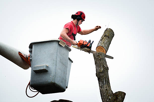 Best Tree Maintenance Programs  in San Joaquin, CA